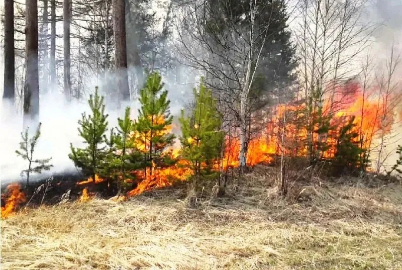 По факту пожара в заповеднике «Бастак» в ЕАО организована проверка