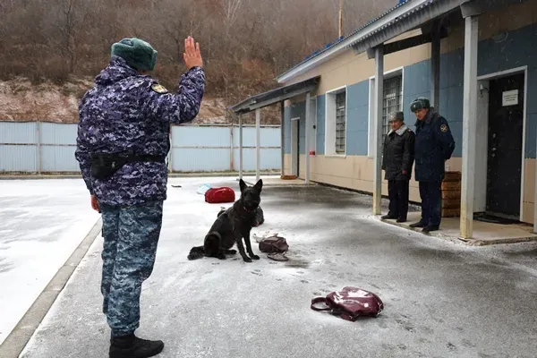 Подняли по тревоге кинологов и их питомцев в биробиджанском СИЗО