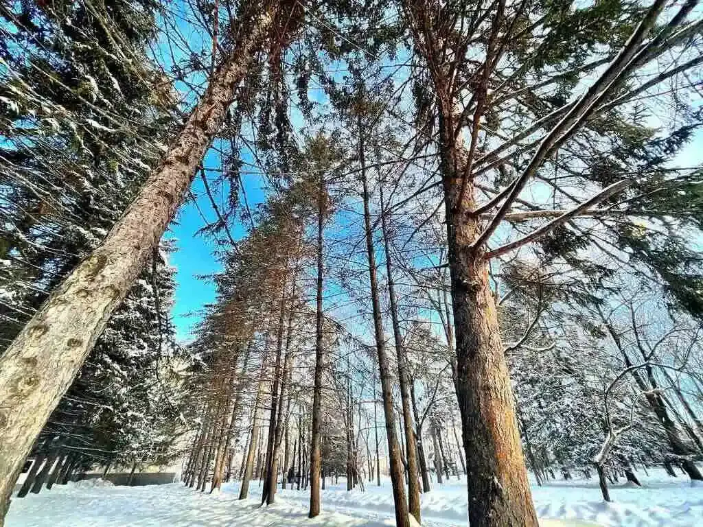 Потепление ожидается в ЕАО во вторник – синоптики