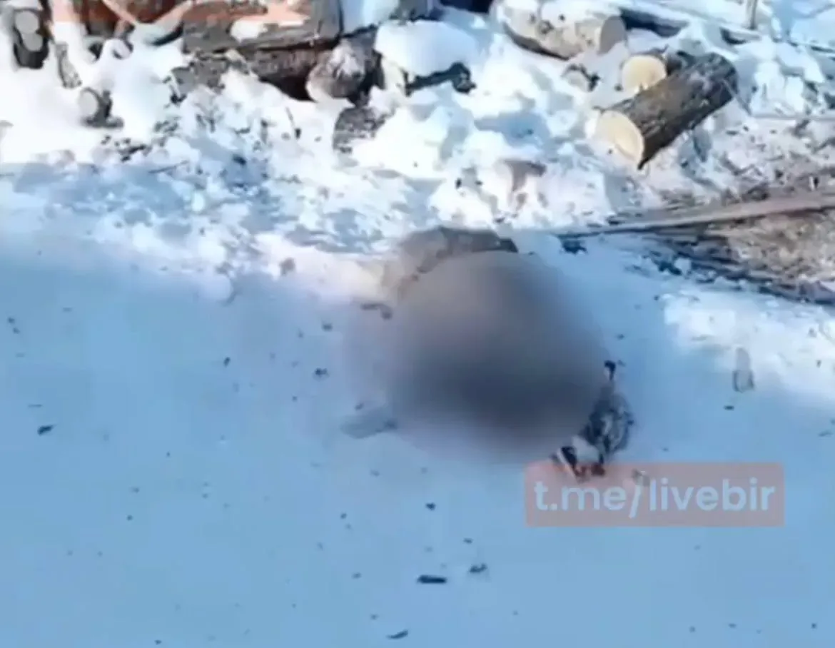 Волк сорвал с цепей домашних собак в ЕАО