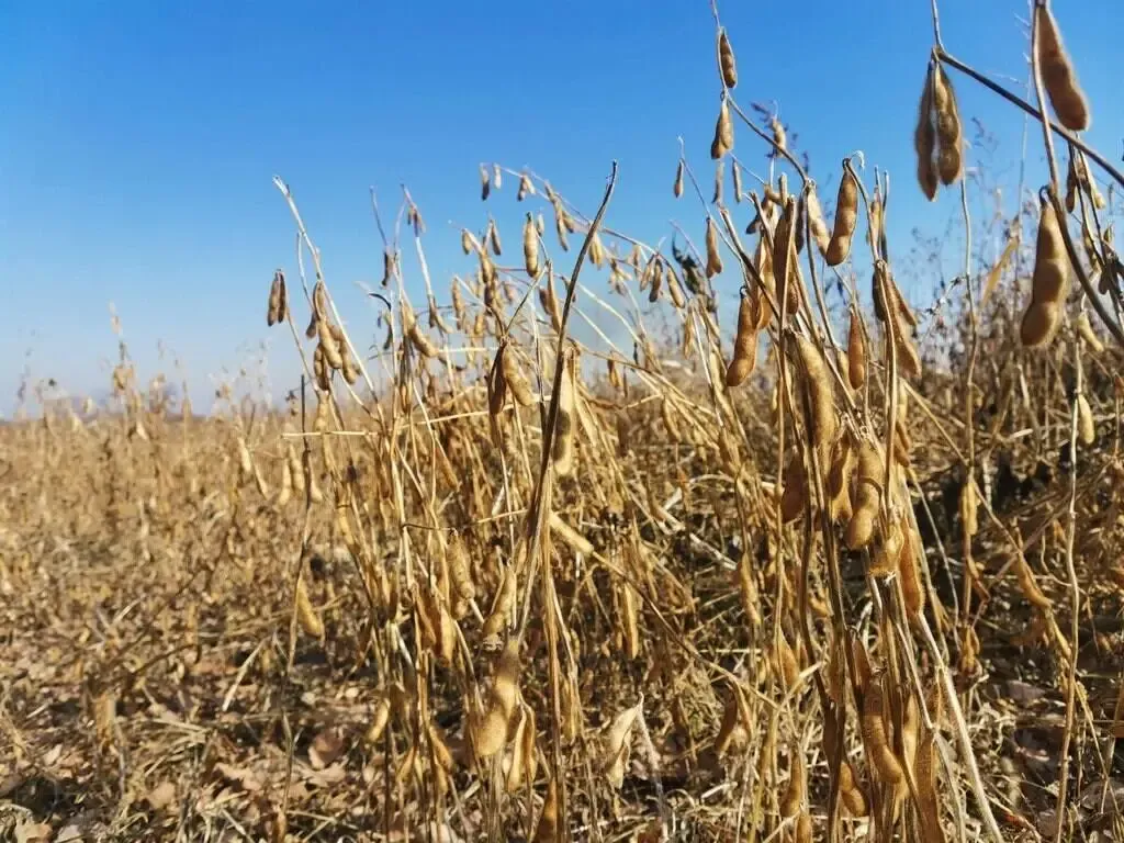 Семена ядовитого растения нашли в партии сои из ЕАО