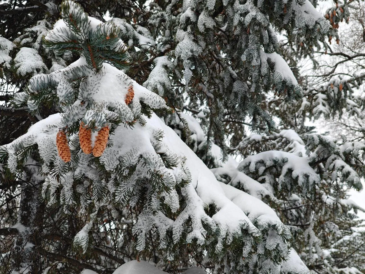 Снег и туман ожидается в некоторых районах ЕАО: прогноз погоды на 12 февраля