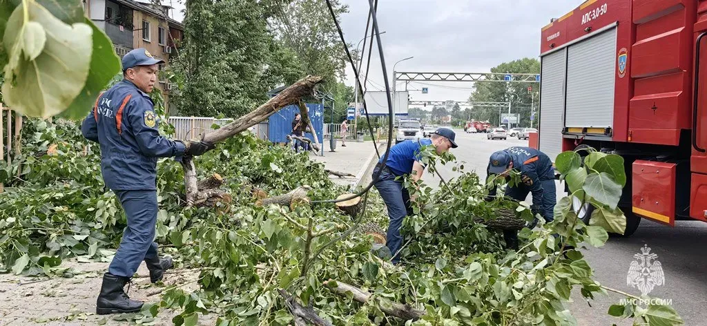 Спасатели посчитали, сколько деревьев рухнуло из-за минувшей грозы в Хабаровске