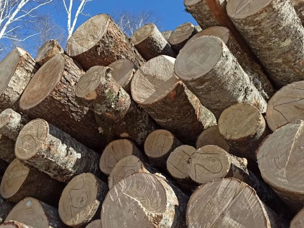 Чёрного лесоруба оштрафовали в ЕАО
